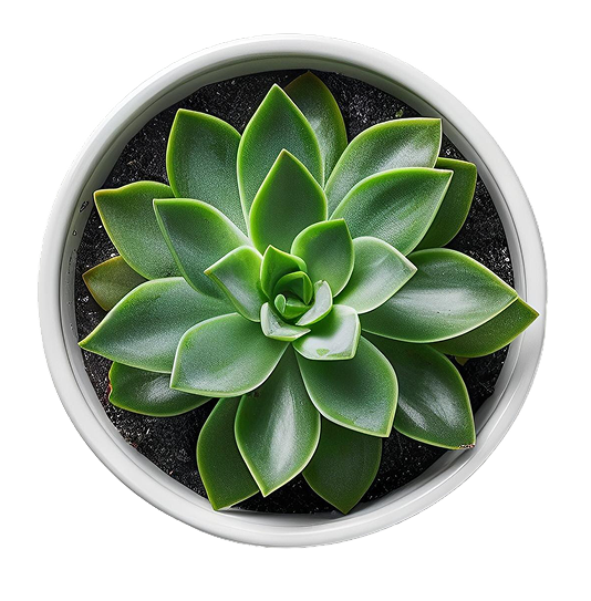 Fleurs décoration 1